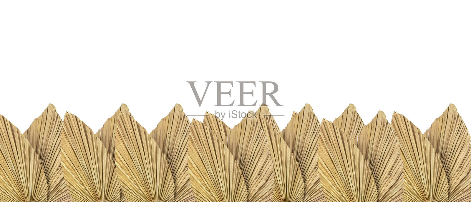 干燥的叶子边界在白色的背景。横幅沃思树叶，复制空间照片摄影图片