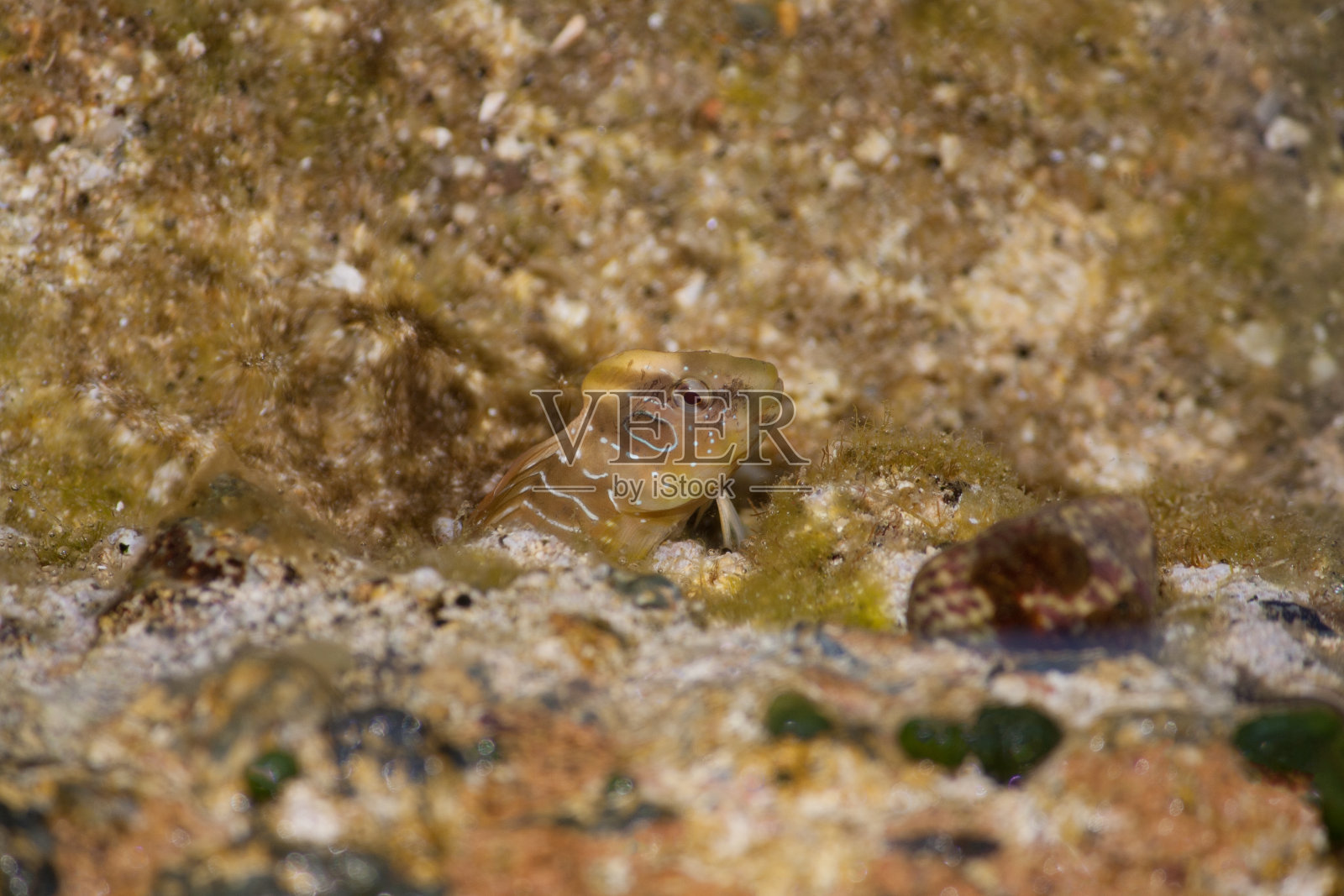 水下的鱼向上看照片摄影图片