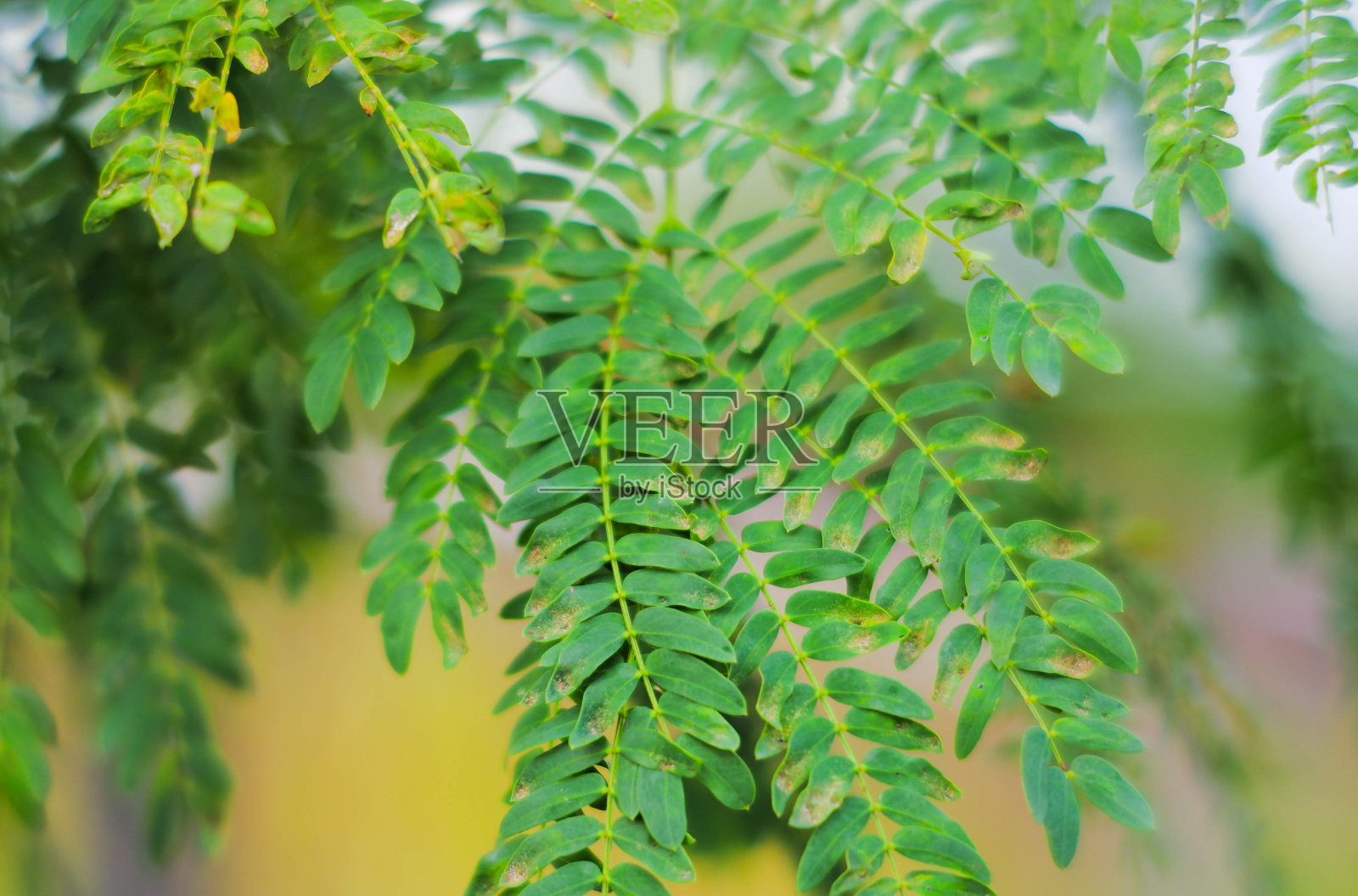 银合欢leucocephala照片摄影图片