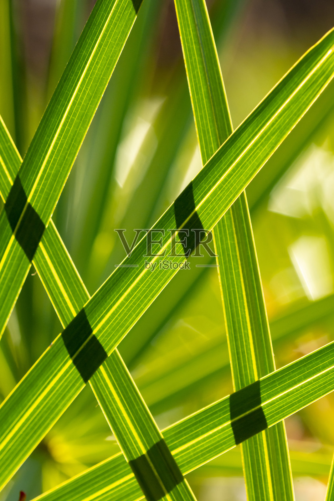 背光锯棕榈叶手指交叉，形成梯形和三角形与无焦点的叶在背景照片摄影图片