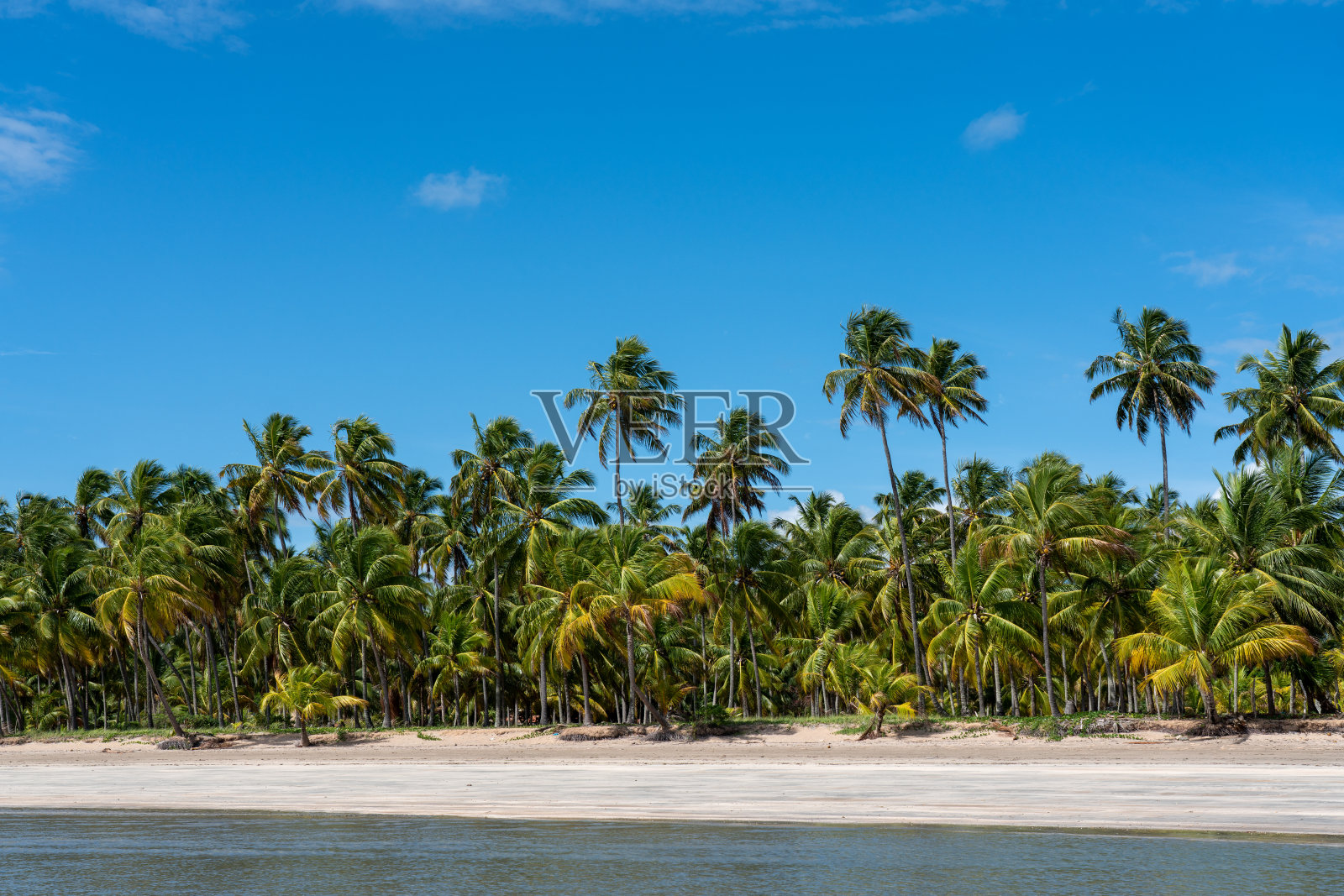巴西的热带海滩，海水平静，棕榈树和蓝天照片摄影图片