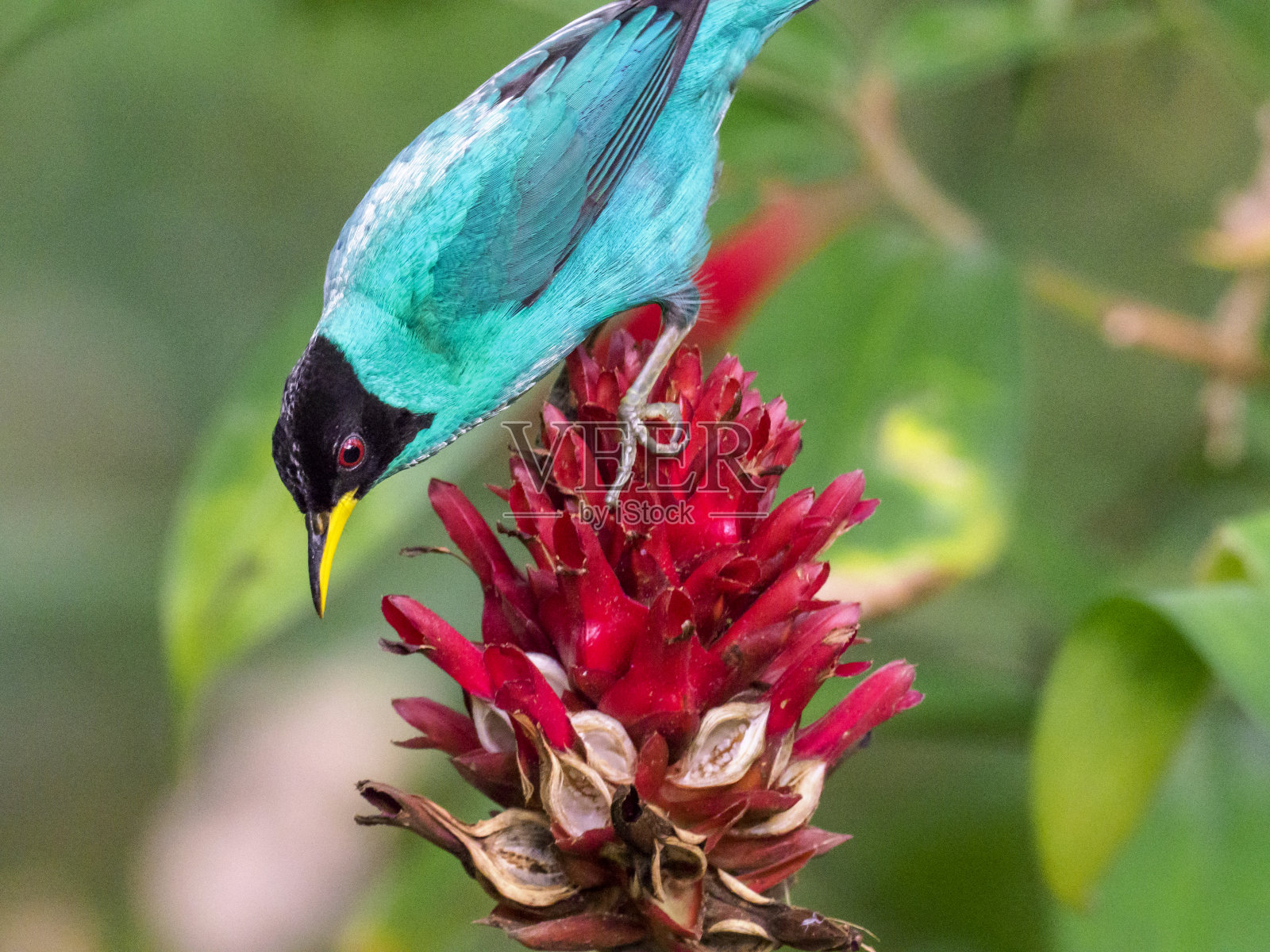 绿色的蜜旋木crêpe姜照片摄影图片