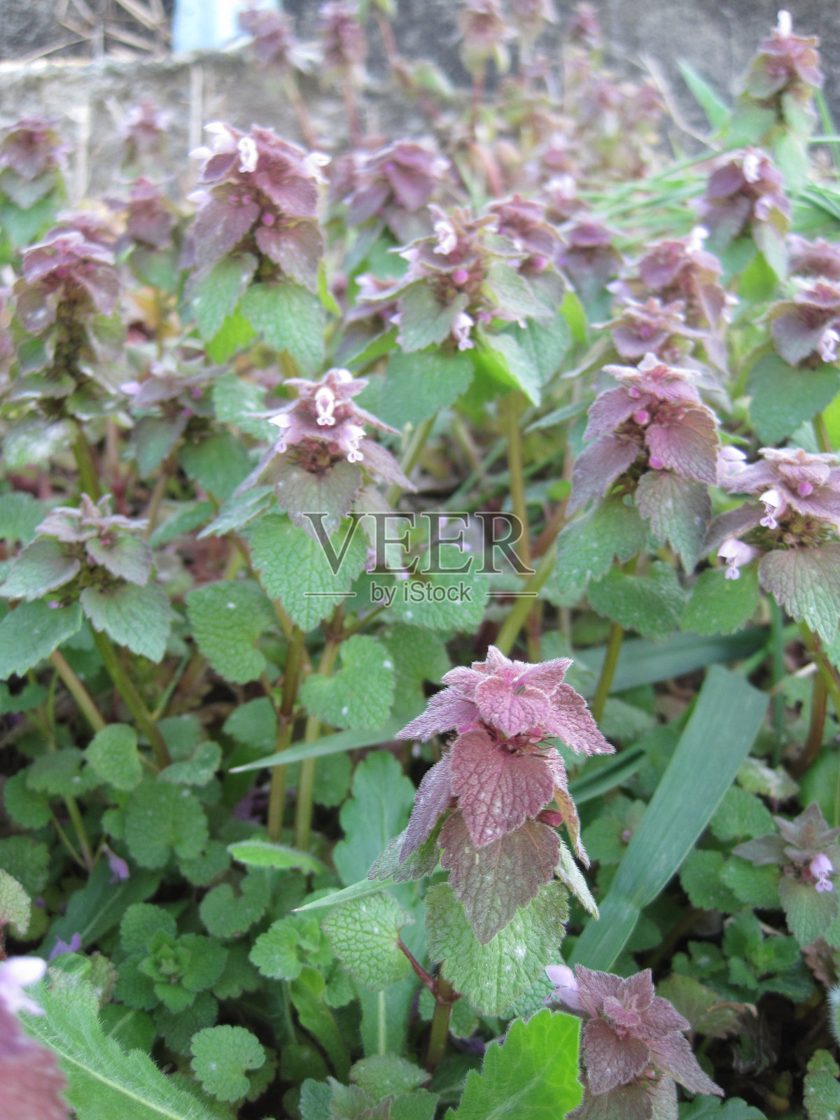 红死荨麻照片摄影图片