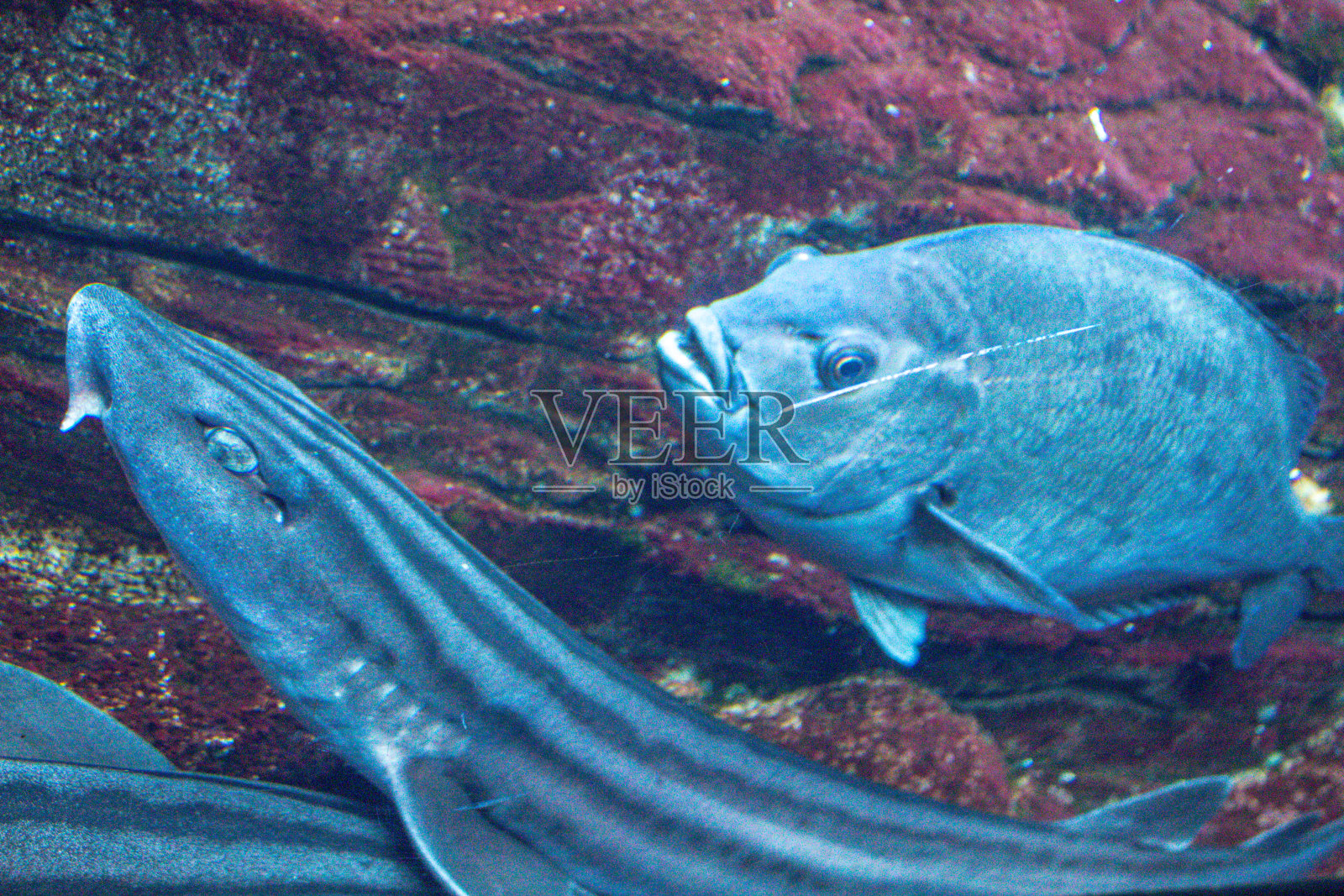 鱼照片摄影图片