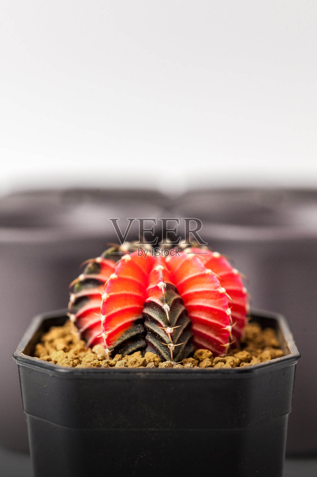 仙人掌盆栽照片摄影图片