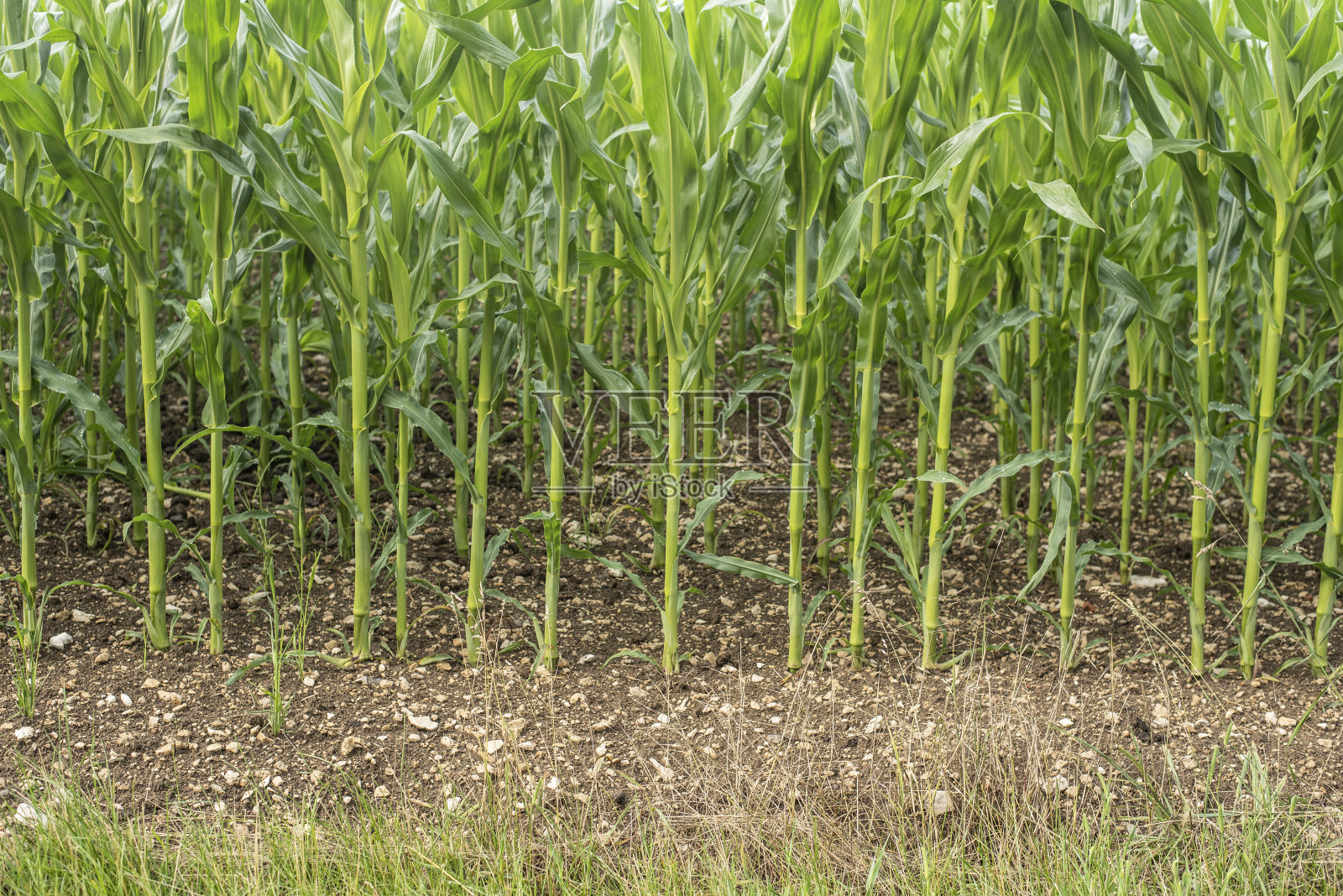 多石的地里，玉米茎秆照片摄影图片