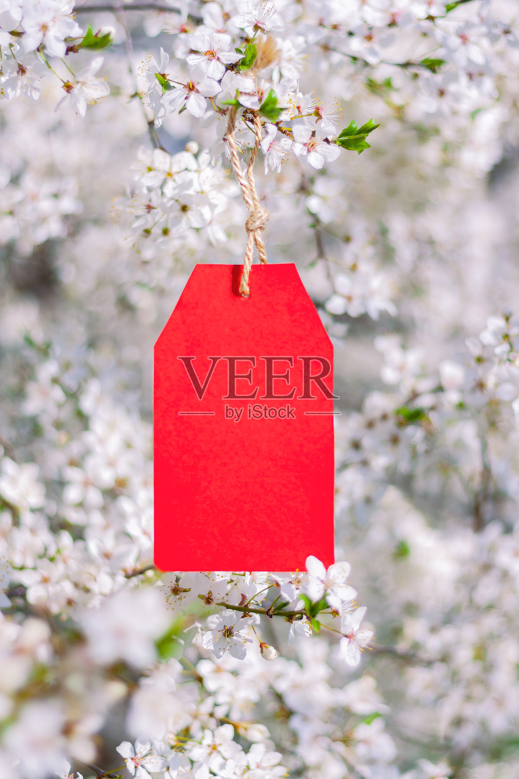 红纸标签，有文字的地方，挂在开花的梅树树枝上照片摄影图片