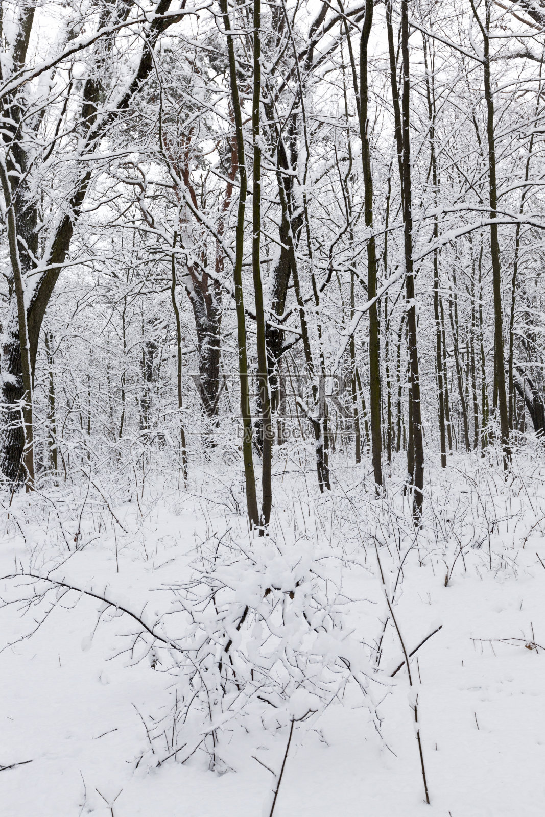 在冬季有不同树木的公园照片摄影图片