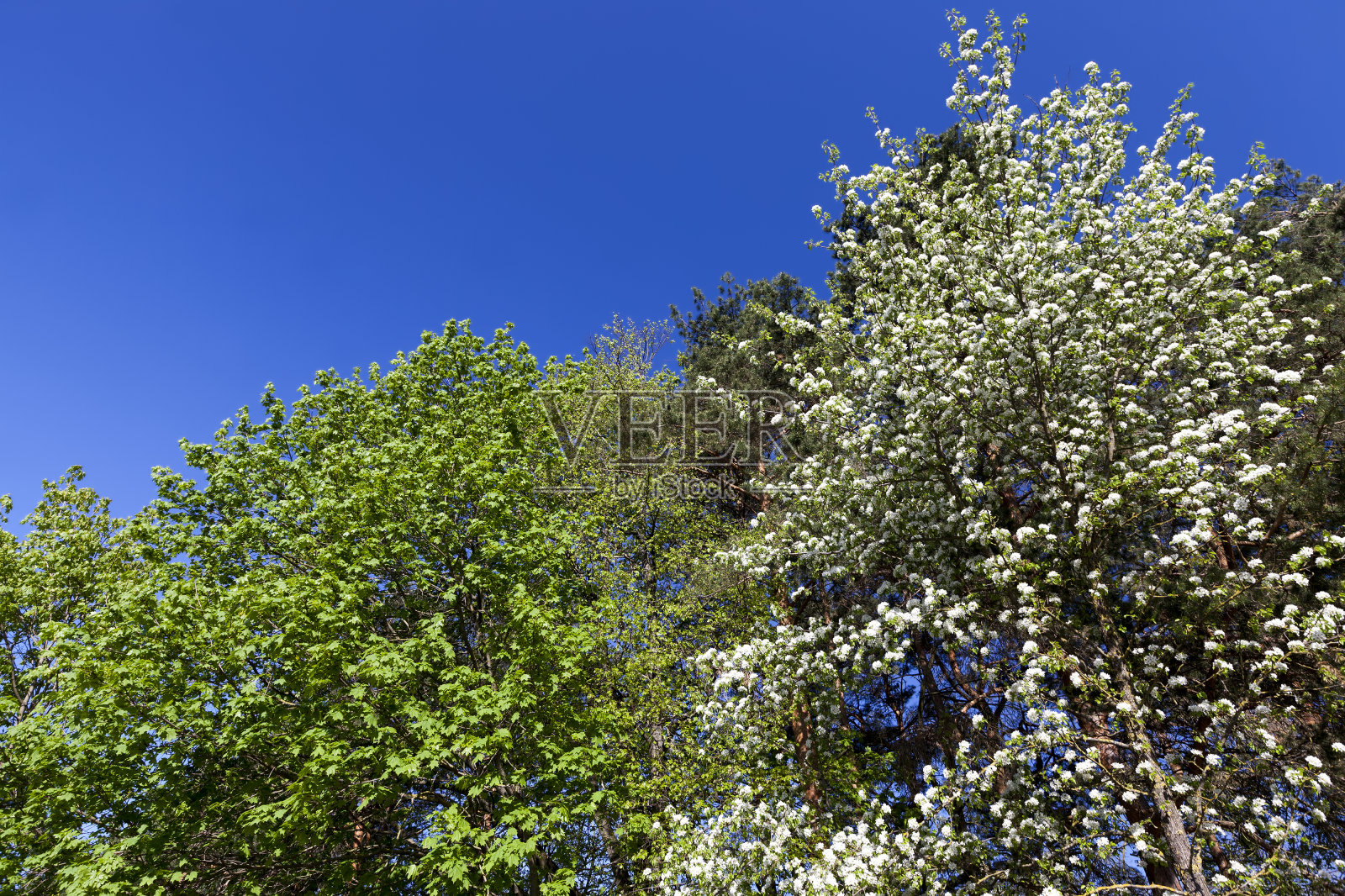 不同类型树木上的年轻绿叶照片摄影图片