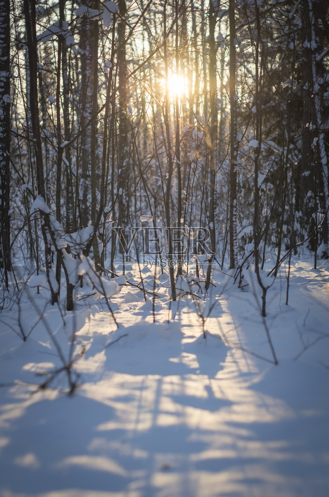 冬日里树林间的夕阳。1月份林地。照片摄影图片