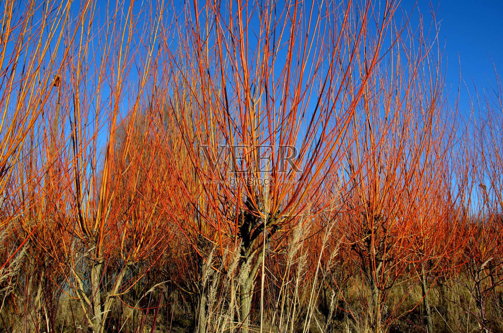 为复活节假期准备的装饰柳条。柳条农场的黄色、橙色。春天从柳树头上收获一年生的枝条照片摄影图片