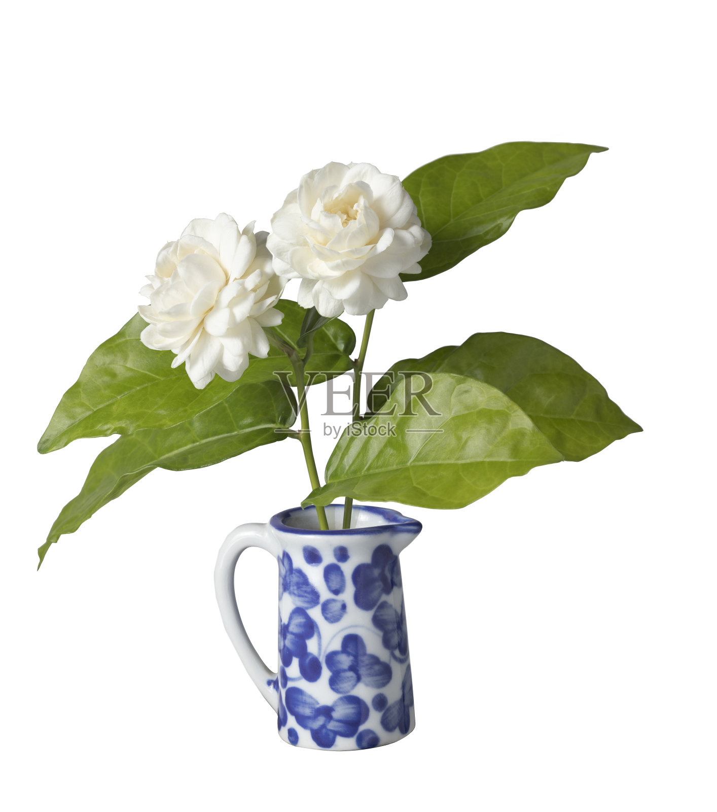 花瓶里的茉莉花照片摄影图片