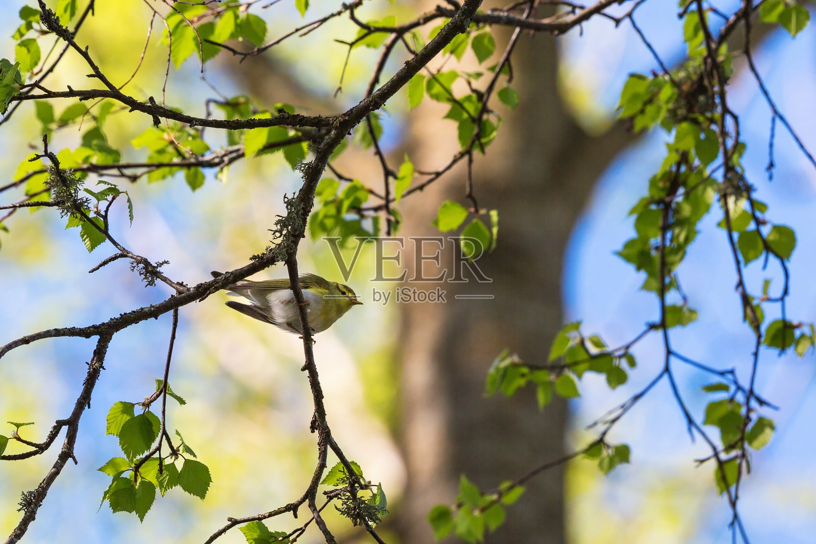 树枝上的林莺照片摄影图片