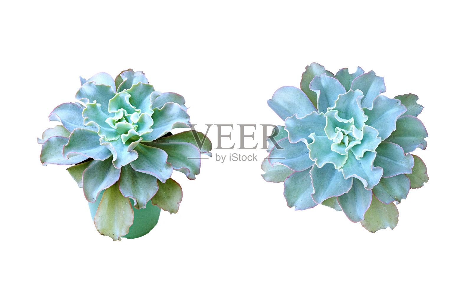 特写焦点堆叠图像正面和侧面的蓝色绿色多肉植物孤立在白色照片摄影图片