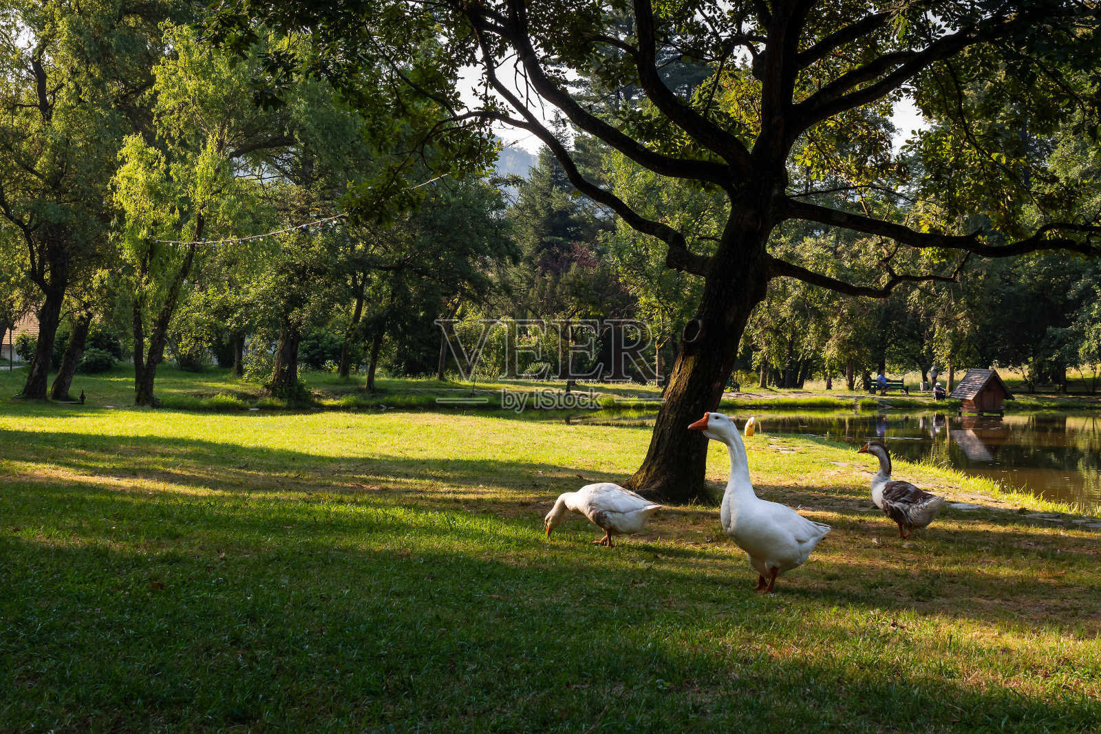 鹅在公园的池塘里照片摄影图片