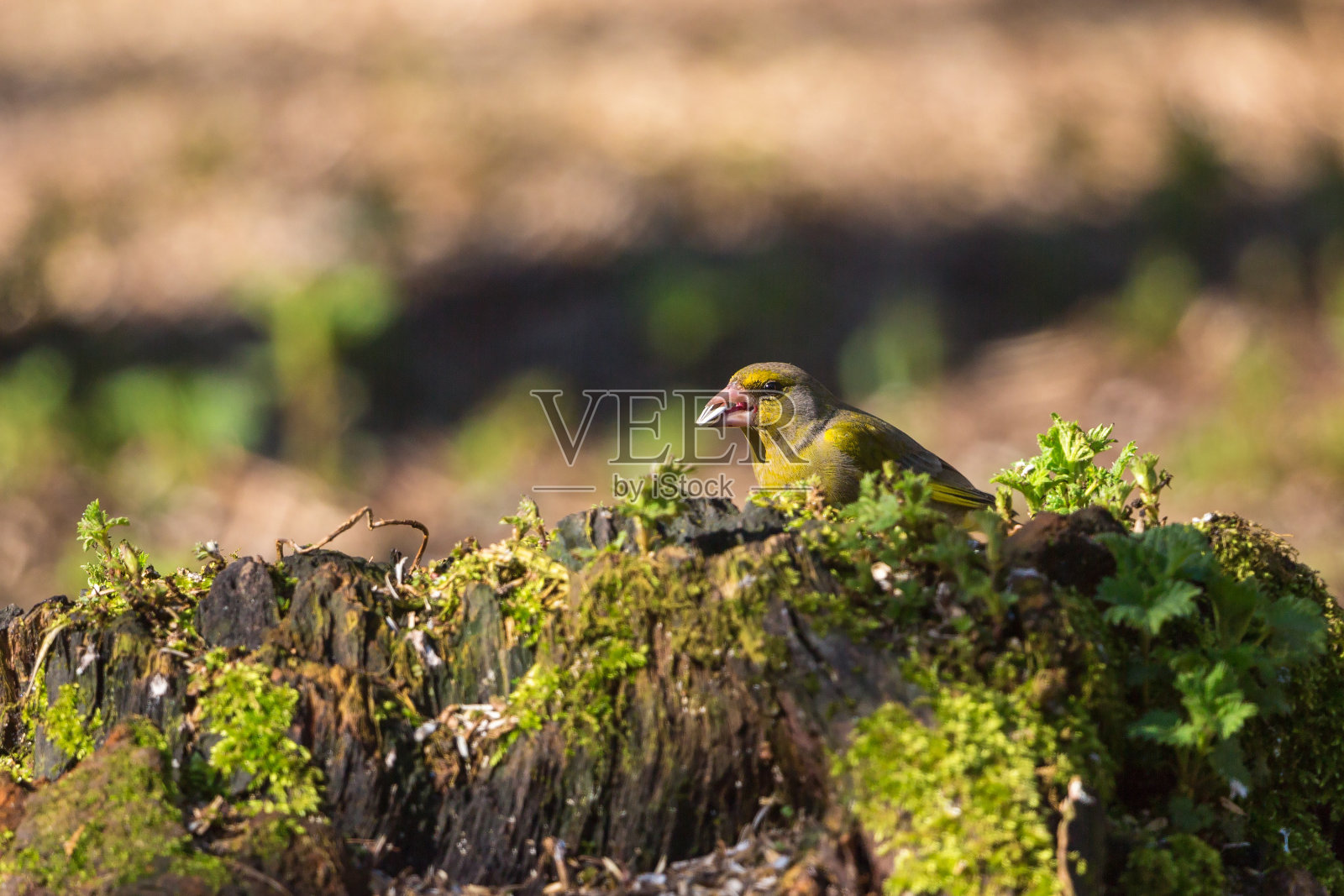 “小金翅”照片摄影图片