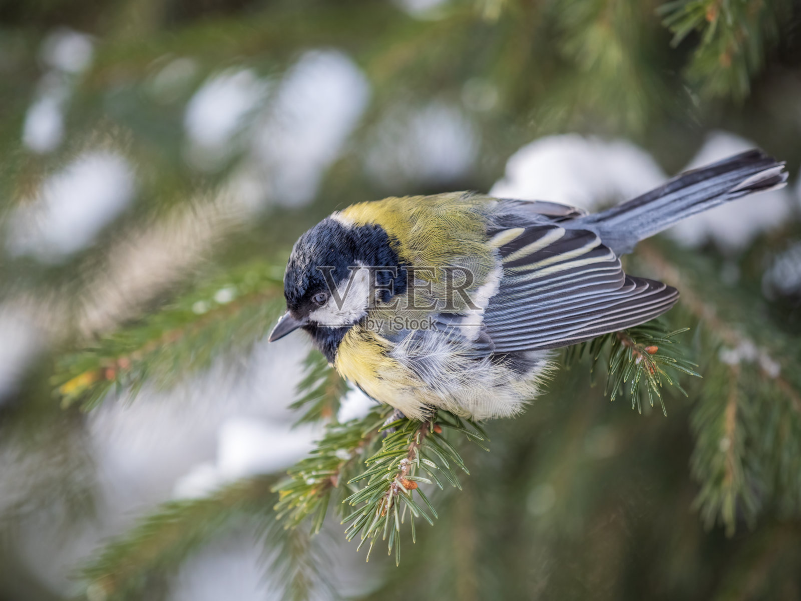 可爱的鸟大山雀，鸣禽坐在冬天有雪的杉树枝上照片摄影图片