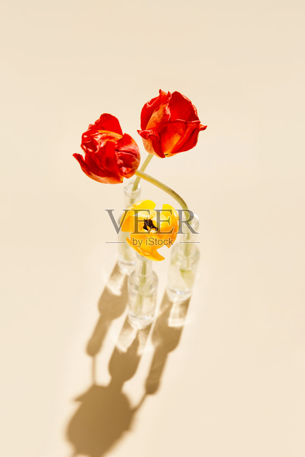 美丽的郁金香花在玻璃花瓶上柔和的阳光与阴影的背景。自然的概念。最小的风格。生日或节日礼物。照片摄影图片