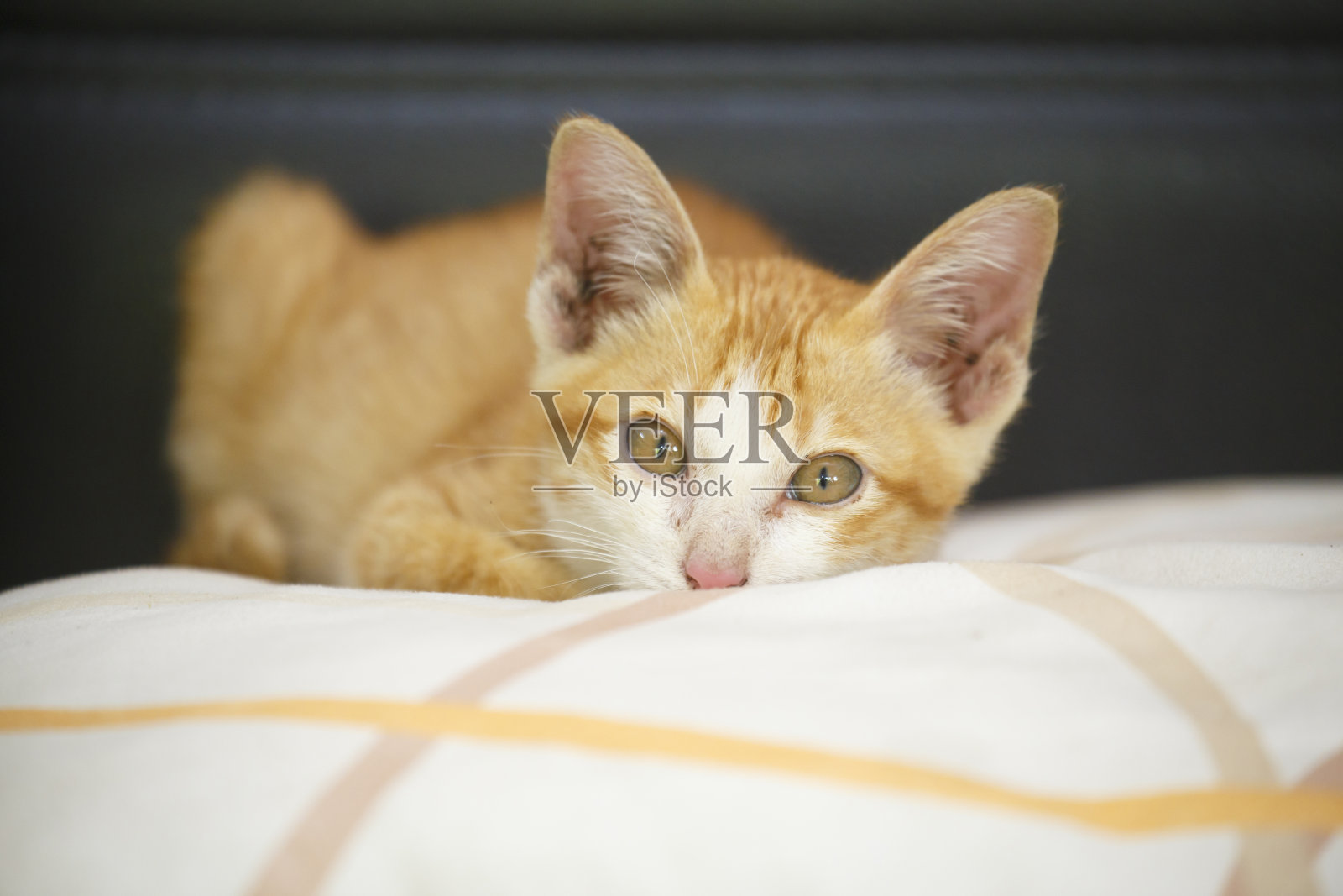 黄色的小猫在柔软的枕头上。照片摄影图片