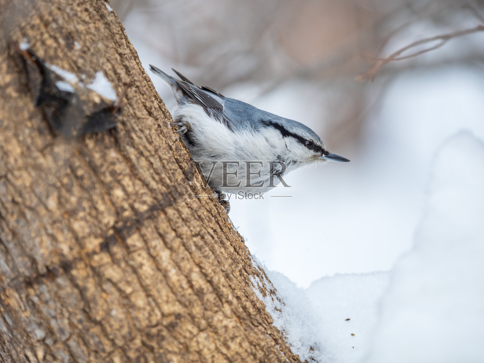 欧亚的五子鸟或木五子鸟。Sitta europaea，坐在一个背景模糊的树干上。照片摄影图片