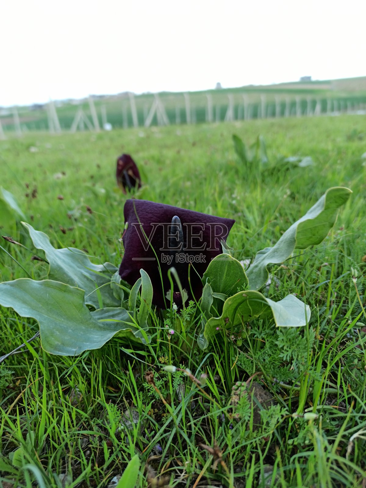 弗劳尔·肖特(Eminium rauwolffii)照片摄影图片