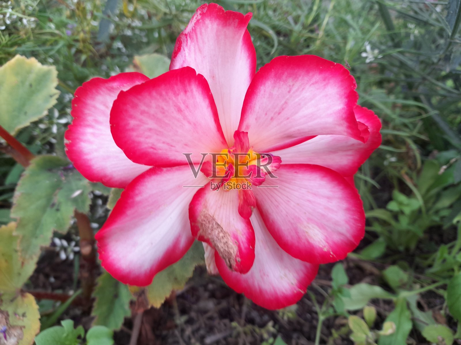 粉色和白色的花照片摄影图片
