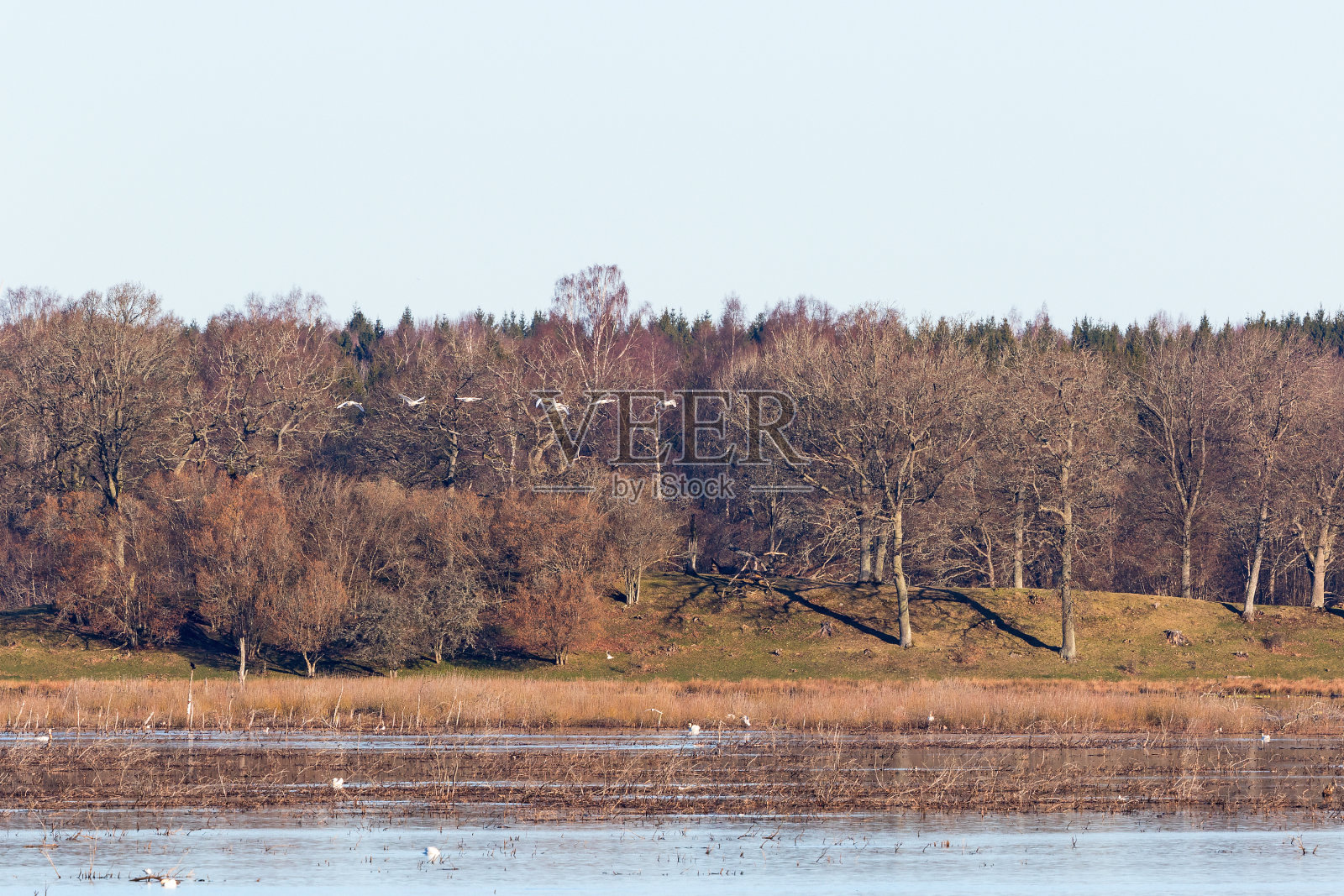 在落叶林中天鹅飞舞的湖景照片摄影图片