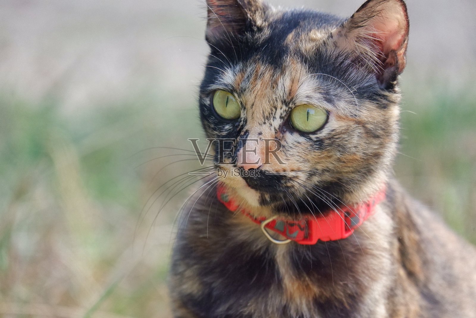 在选择性聚焦的猫愤怒的脸与模糊的绿色自然背景在户外照片摄影图片