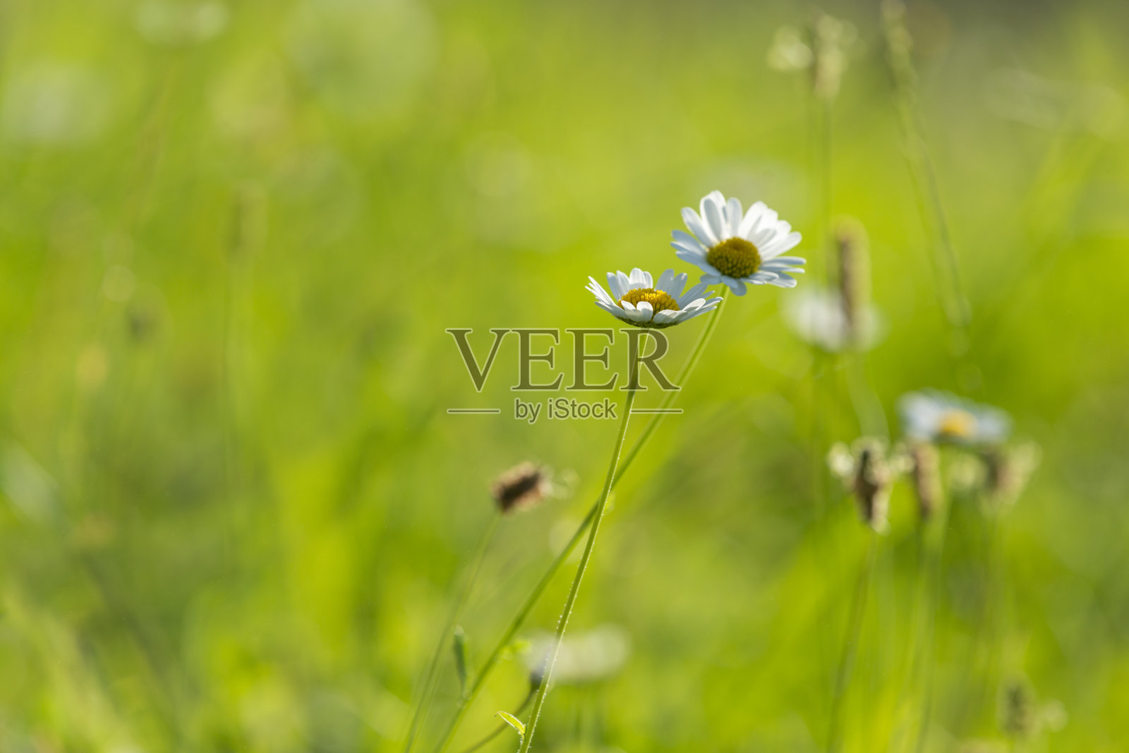 春天白色的花与模糊的自然绿色背景，奥克兰。照片摄影图片