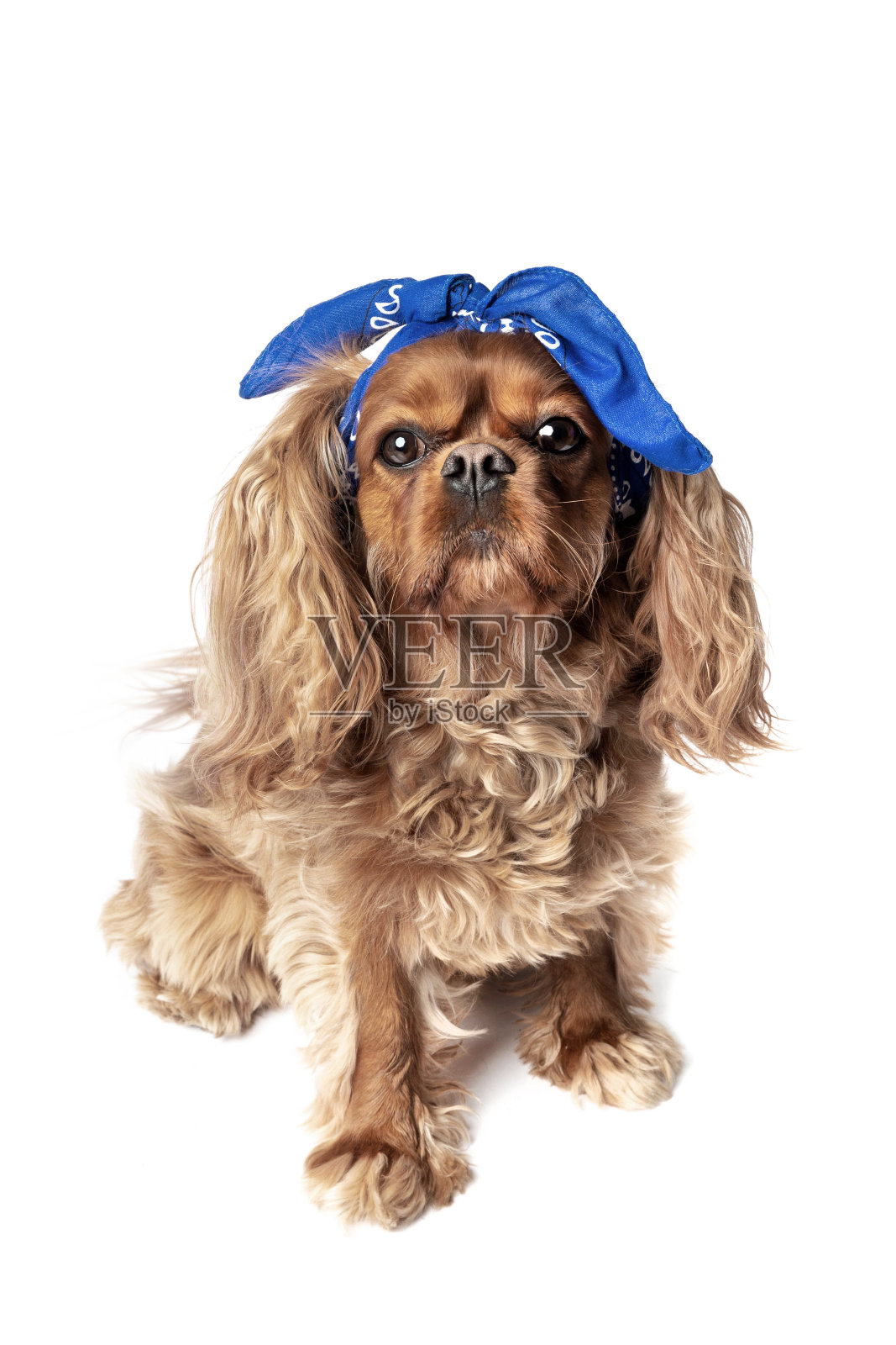 红宝石骑士猎犬的肖像照片摄影图片