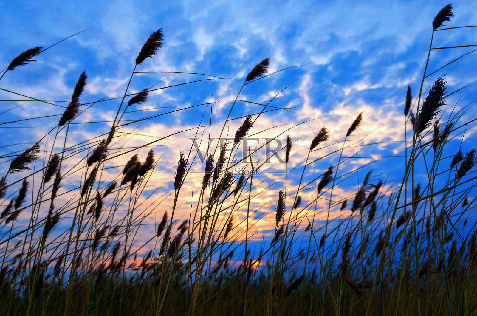 夕阳下的芦苇照片摄影图片