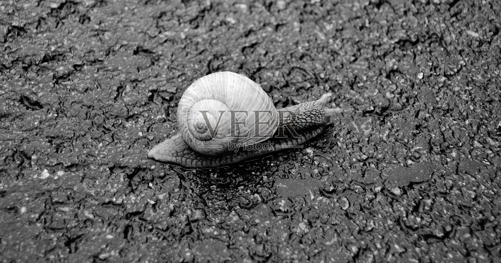 蜗牛照片摄影图片