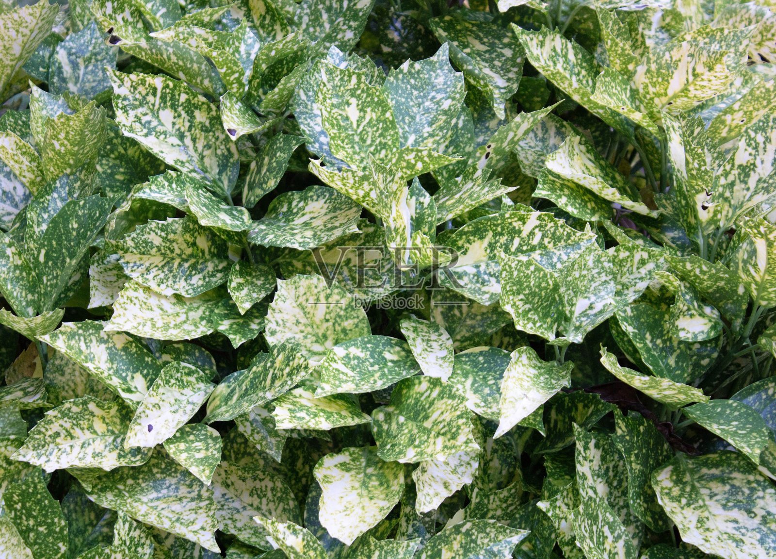 绿色布什特写照片摄影图片