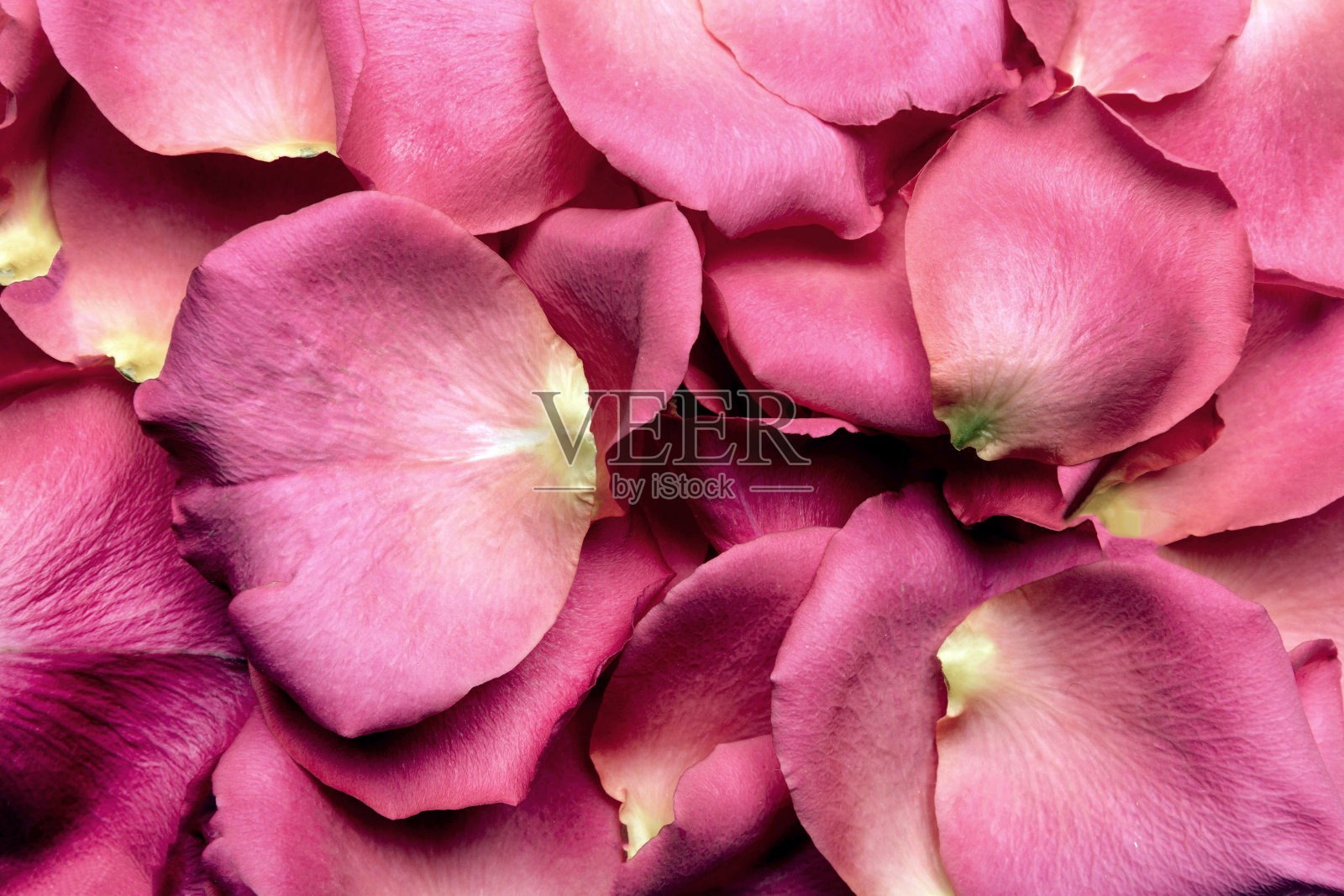 粉红色的玫瑰花瓣照片摄影图片