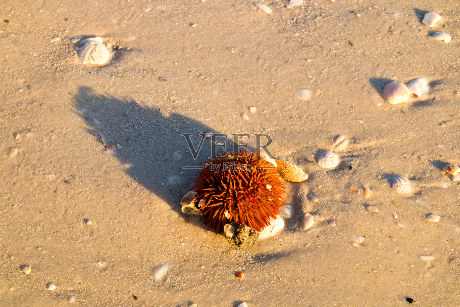 活的红海胆与尖锐的刺接近沙滩上的贝壳被冲到海滩上退潮照片摄影图片