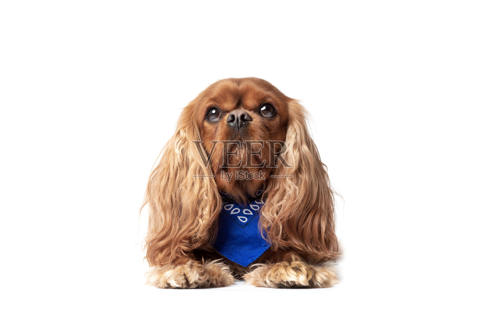 可爱的骑士猎犬，戴着蓝色围巾照片摄影图片