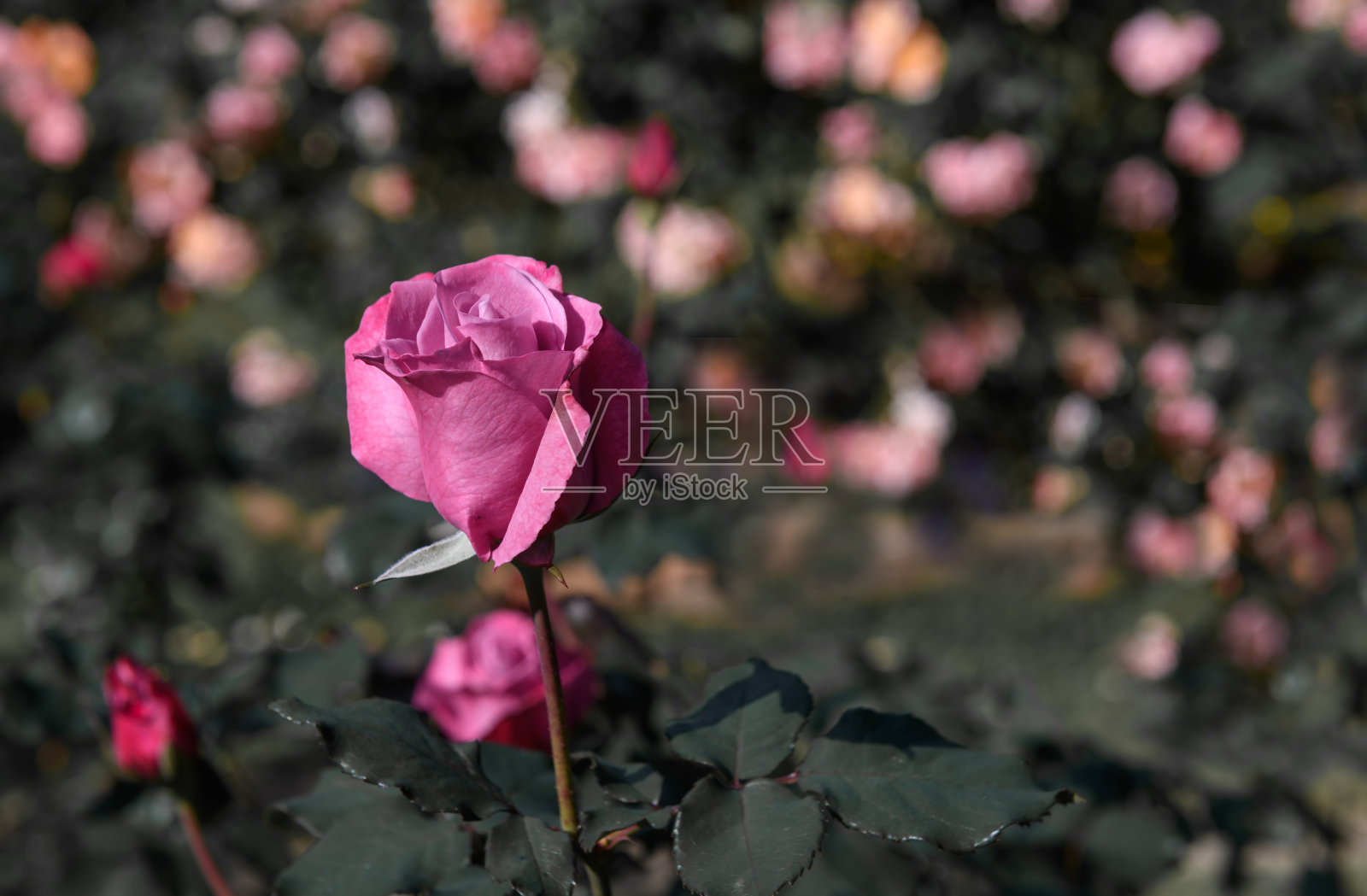 花园里有粉红色的玫瑰。照片摄影图片