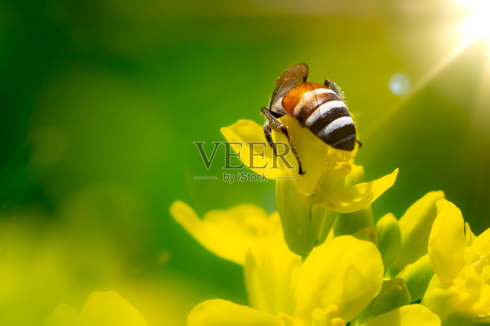 蜂虫在花园里黄色的花上照片摄影图片