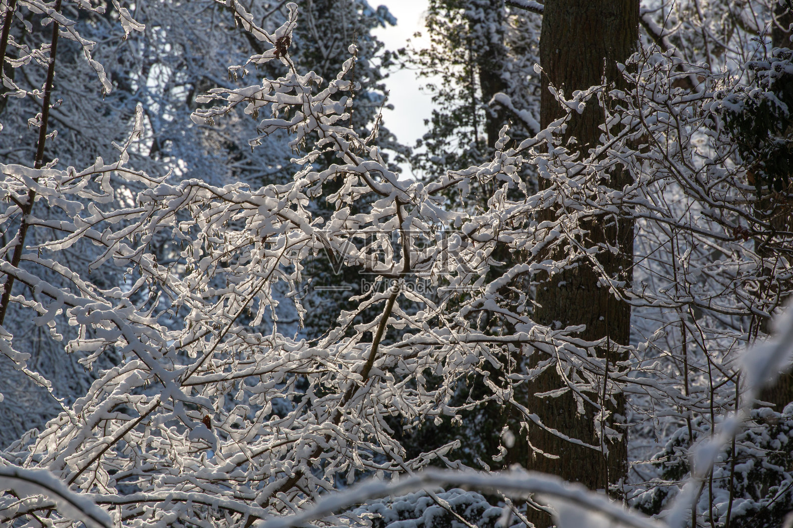 冬日公园里白雪覆盖的树枝照片摄影图片