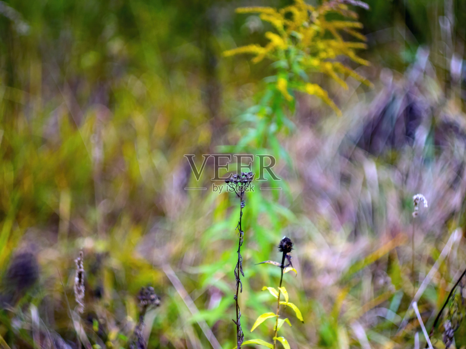 阴天田里的野草照片摄影图片