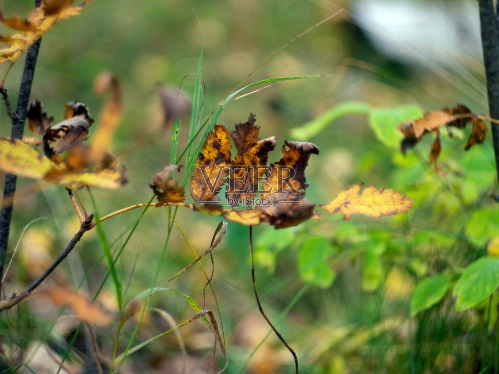 黄色的叶子落在草地上照片摄影图片