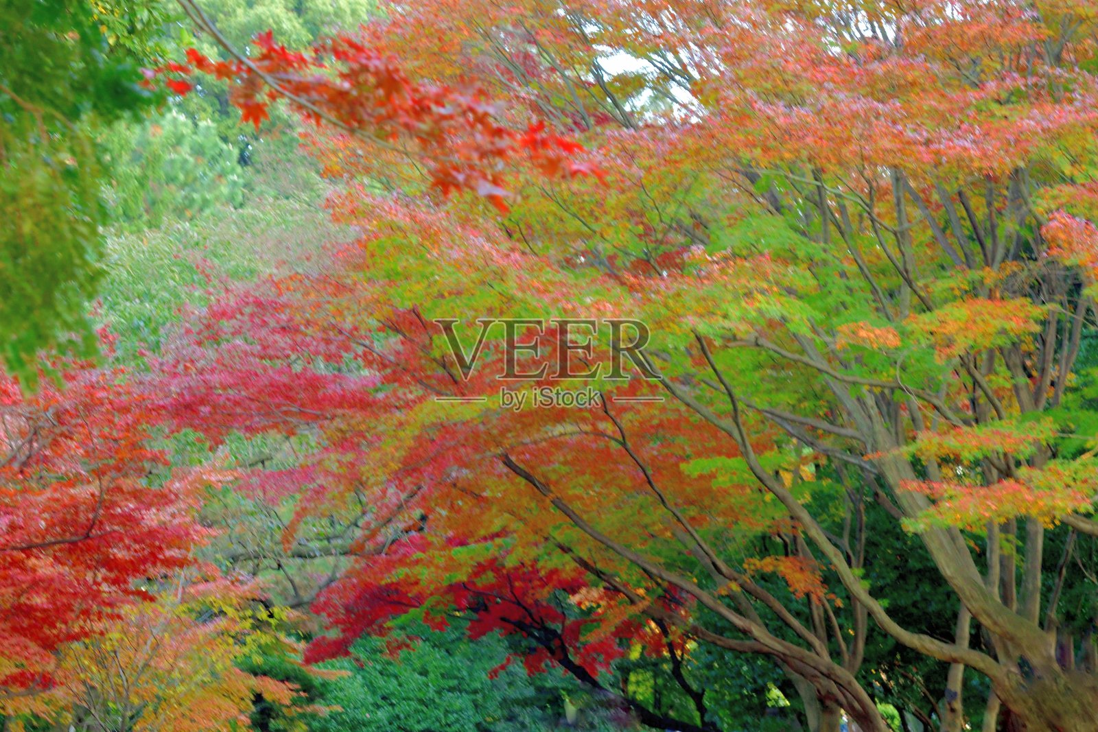 东京公园里的日本枫树的秋叶颜色照片摄影图片