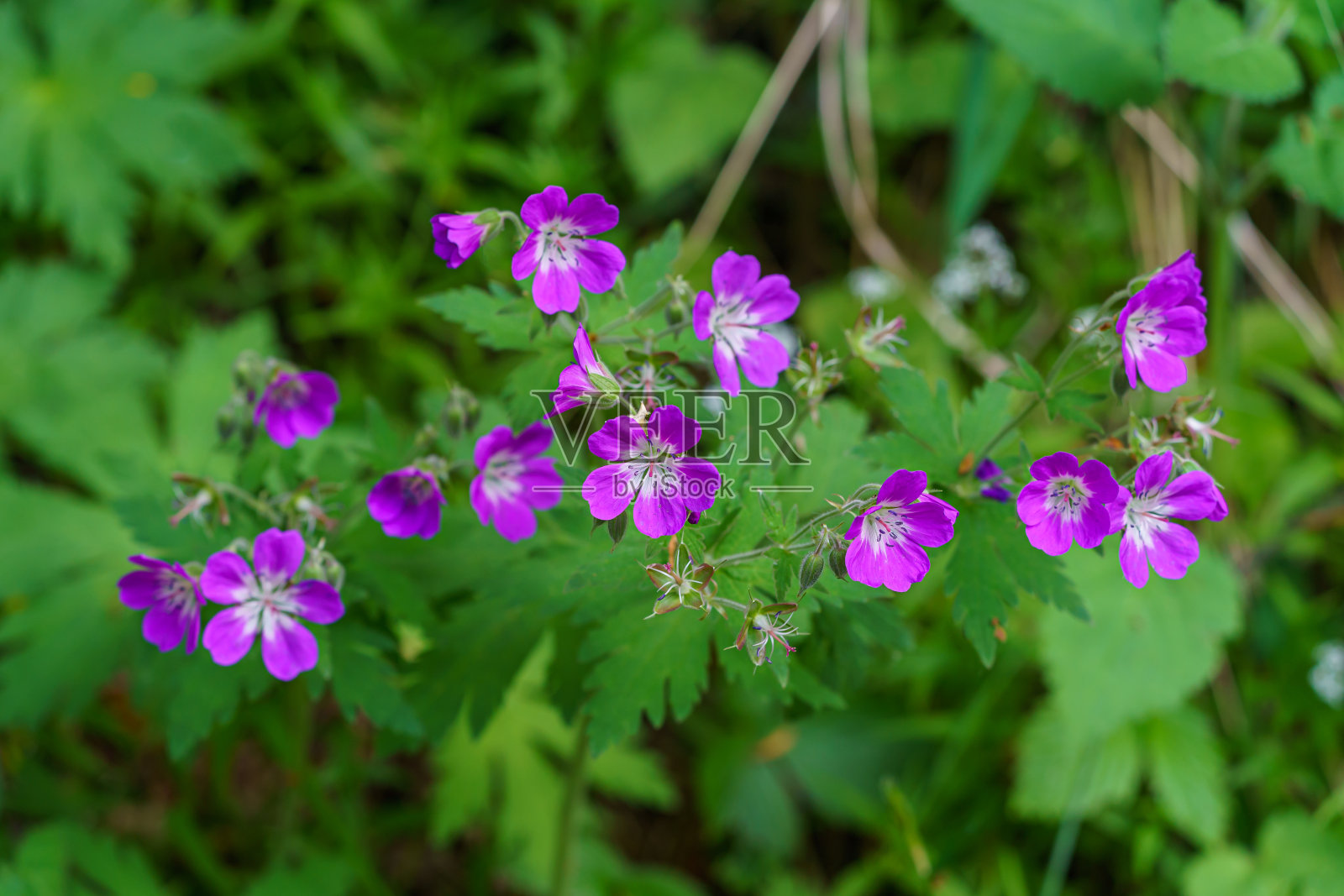 三月鹤嘴草，天竺葵，花与绿色背景。照片摄影图片