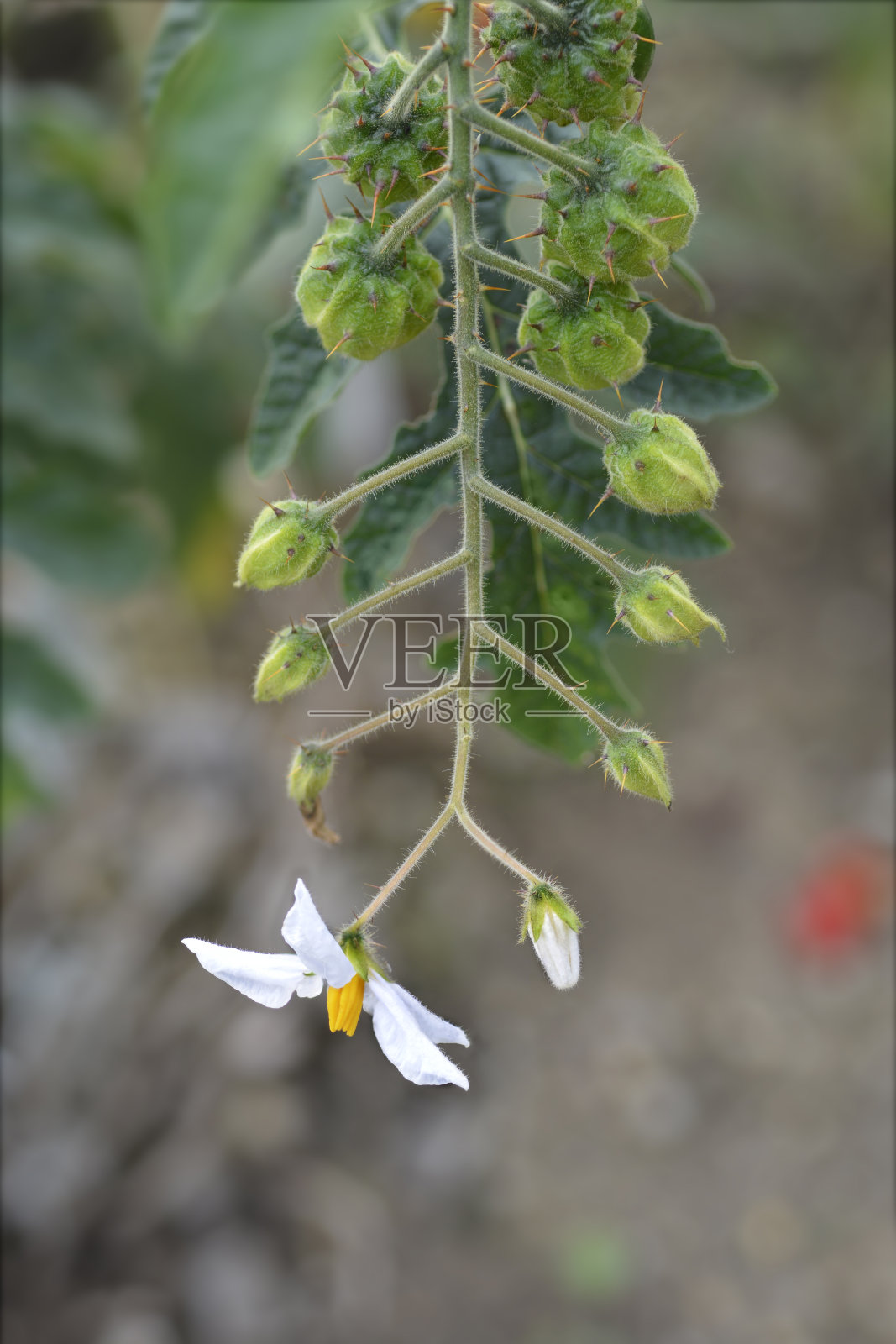 粘性的茄属植物照片摄影图片