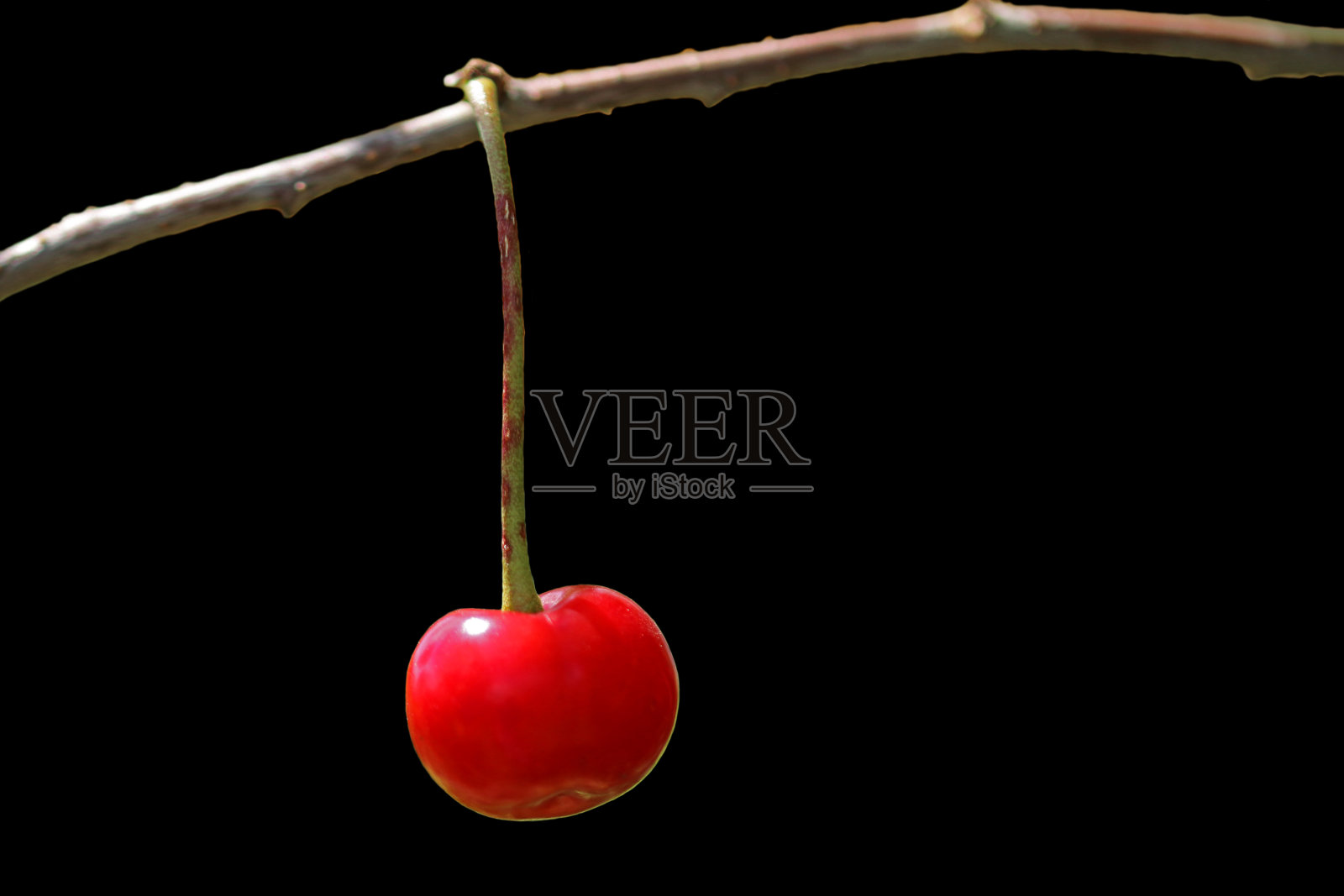 挂在树枝上的一个成熟的樱桃浆果。照片摄影图片