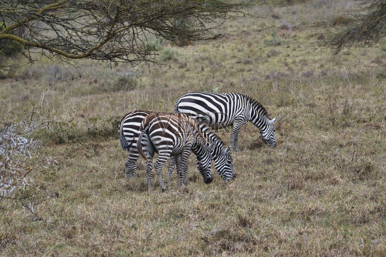 位于东是曹，西是曹，位于肯尼亚的阿姆博塞里照片摄影图片