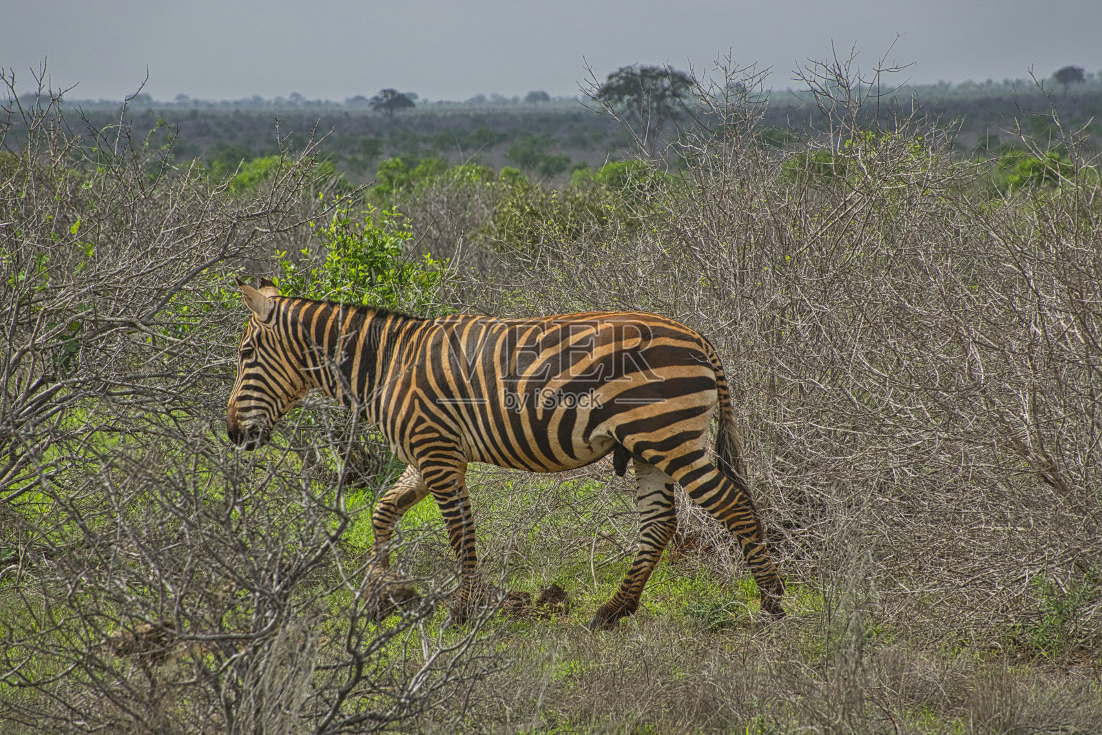 位于东是曹，西是曹，位于肯尼亚的阿姆博塞里照片摄影图片