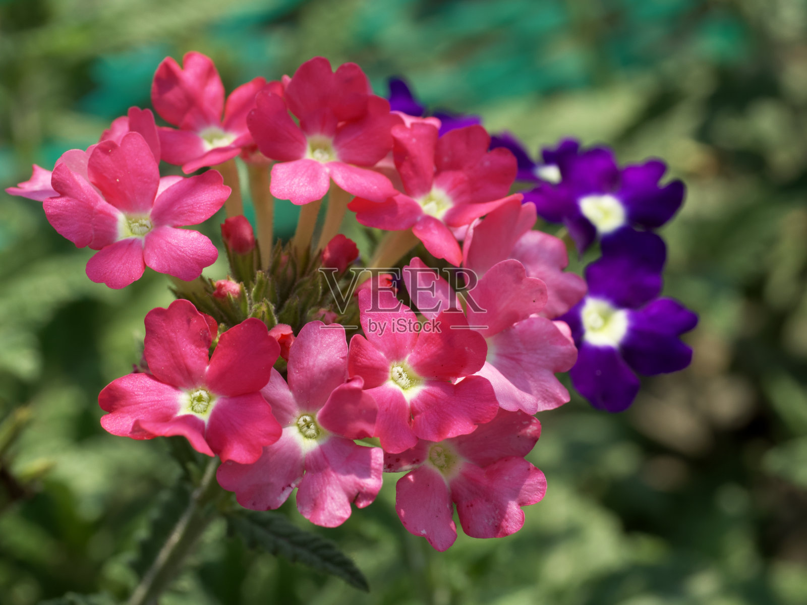 马鞭草的花序，在一个模糊的背景上的植物的特写照片。照片摄影图片