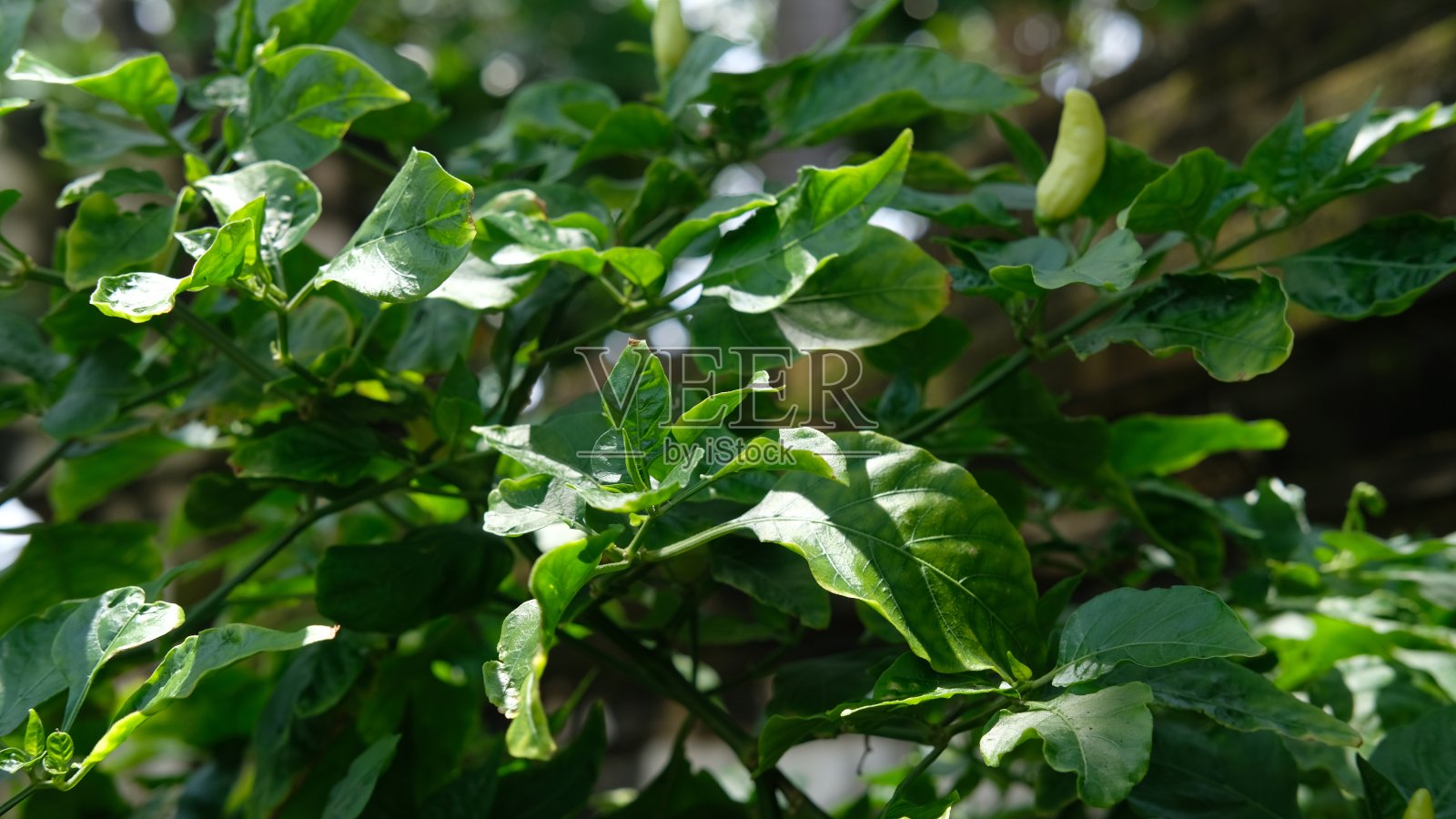 红辣椒照片摄影图片