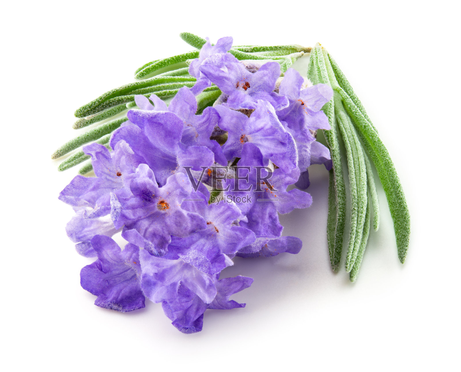 avender宏。薰衣草花孤立。白色的薰衣草。设置在白色背景。全景深。照片摄影图片